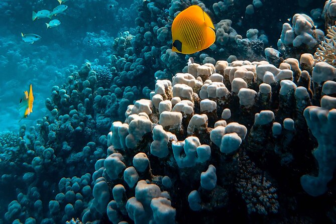 Fun Diving for Certified Divers at Phu Quoc Islands - Reaching An Thoi Marine Park