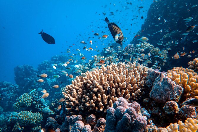 Fun Diving for Certified Divers at Phu Quoc Islands - Equipment, safety, and professional standards