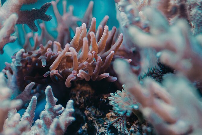 Fun Diving for Certified Divers at Phu Quoc Islands - What the $100 price includes