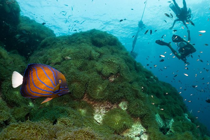 Fun Diving Packages (Certified Divers) - Equipment, boat travel, and the amount of planning you avoid