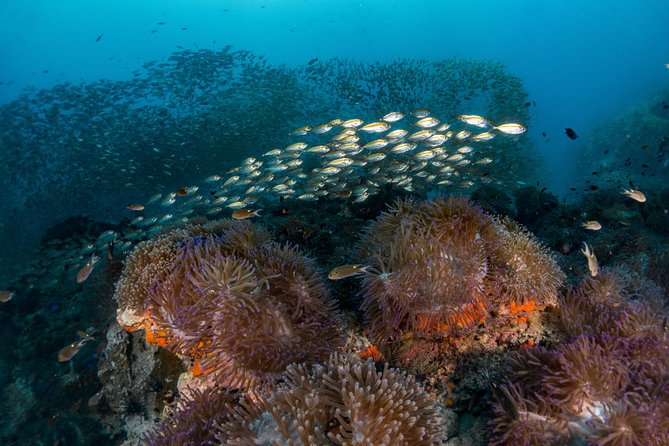 Fun Diving Packages (Certified Divers) - The instructor’s role and what safety support means