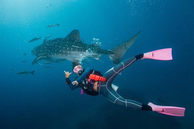 Fun Diving Packages (Certified Divers) - How the day may feel with a group of 25