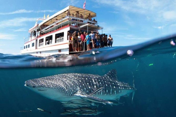Fun Diving Safari Day Trip From Koh Lanta - Certified Divers - Key points before you book