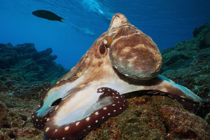 Fun Diving Safari Day Trip From Koh Lanta - Certified Divers - Why this Koh Lanta boat day is worth considering
