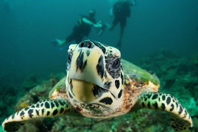 Fun Diving Safari Day Trip From Koh Lanta - Certified Divers - Bida Islands from May through October