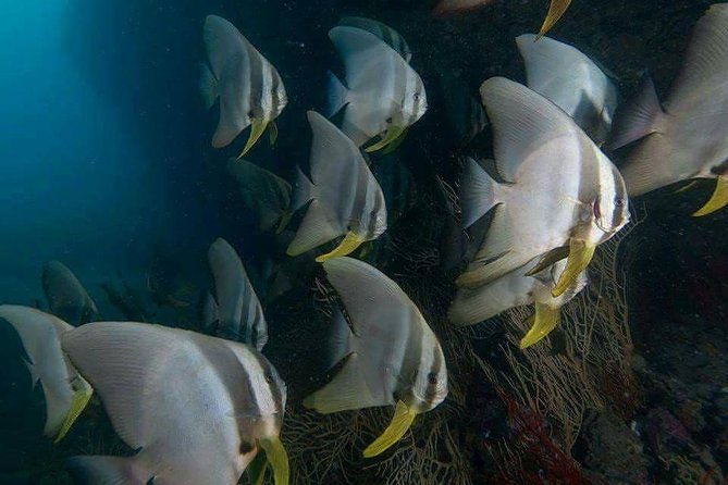 Fun Diving Safari Day Trip From Koh Lanta - Certified Divers - What the crew and equipment add to the day