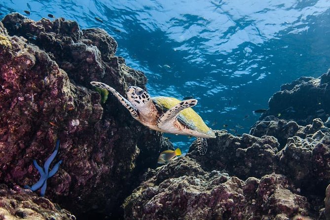 Fun Diving Safari Day Trip From Koh Lanta - Certified Divers - Booking, weather, and cancellation advice