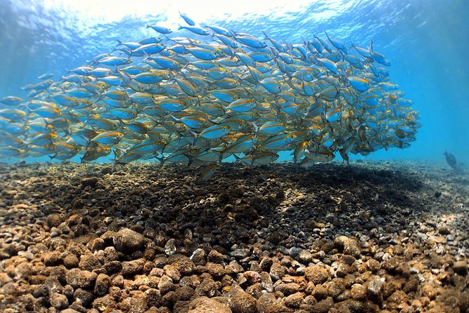 Fun Diving Tulamben Bali - For Certified Divers - Who will enjoy this Tulamben outing
