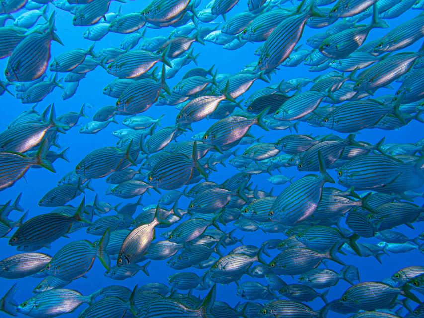 Funchal: Advanced Scuba Diving Afonso Cerqueira Wreck - Inside the engine room and cafeteria
