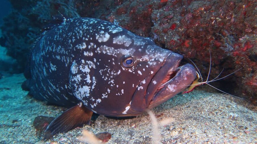 Funchal: Advanced Scuba Diving Afonso Cerqueira Wreck - Certification rules and preparation