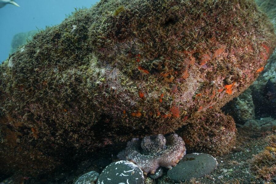 Funchal: Certified Scuba Diving, Guided Tour - Key points to know before booking
