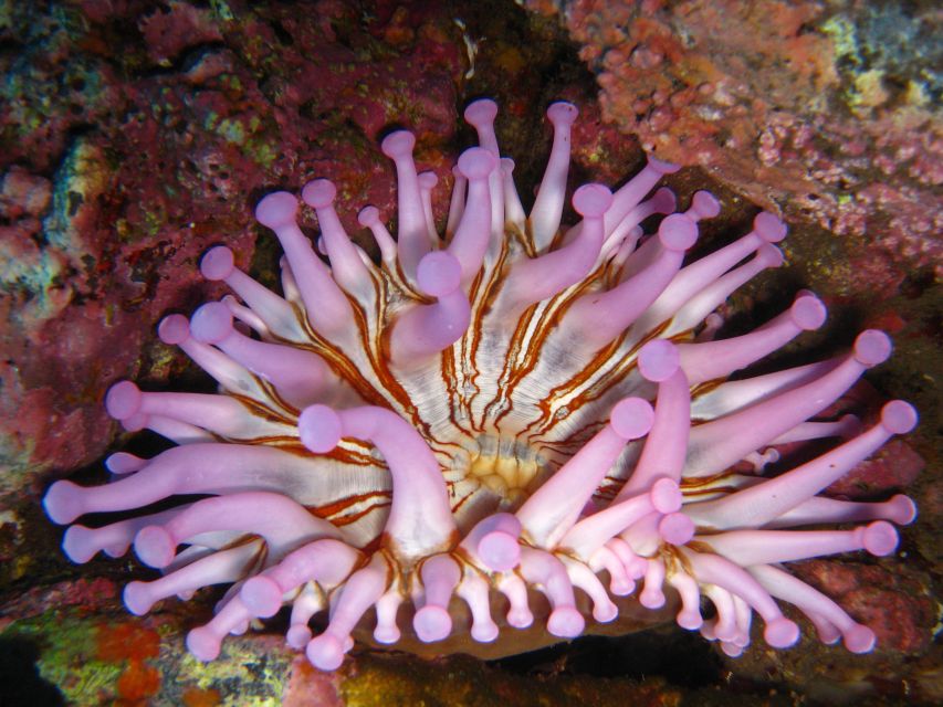 Funchal: Certified Scuba Diving, Guided Tour - Photography, torches, and the pleasure of looking slowly