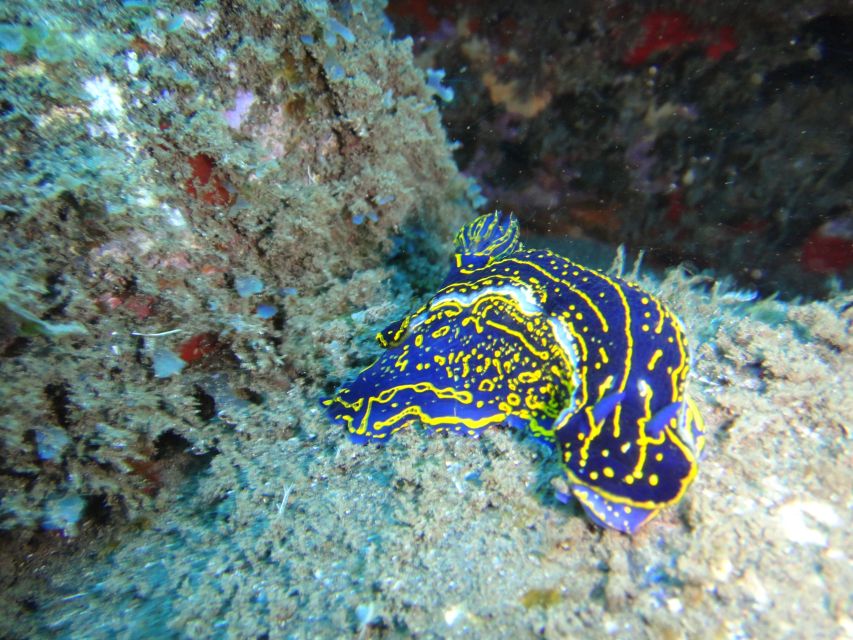 Funchal: Certified Scuba Diving, Guided Tour - Who will enjoy this most