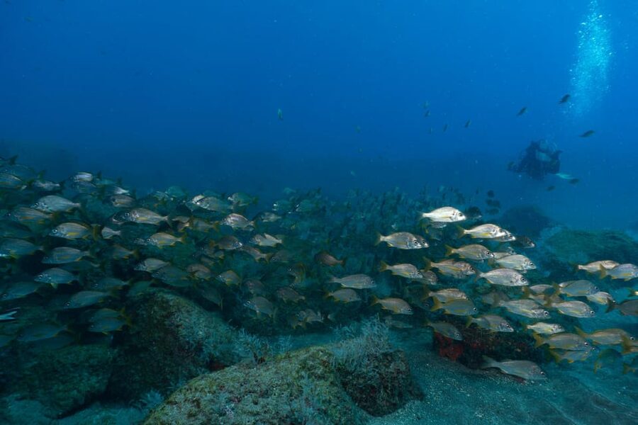 Funchal: DPV- Scooter Dive Adventure - Starting at Madeira Divepoint inside the Pestana Carlton