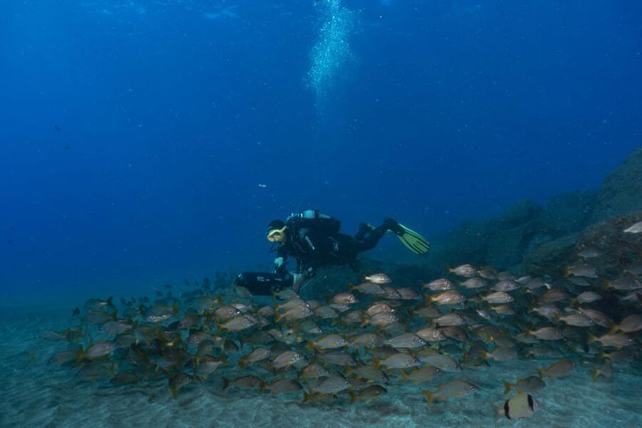 Funchal: DPV- Scooter Dive Adventure - Booking details worth checking first