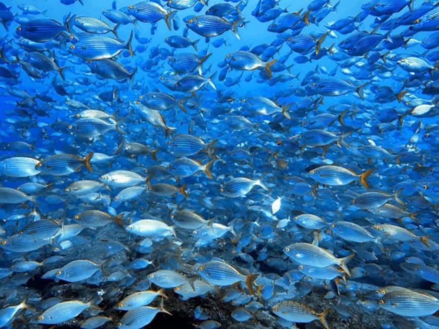 Funchal: Scuba Diving Experience for Beginners - Important safety details before you book