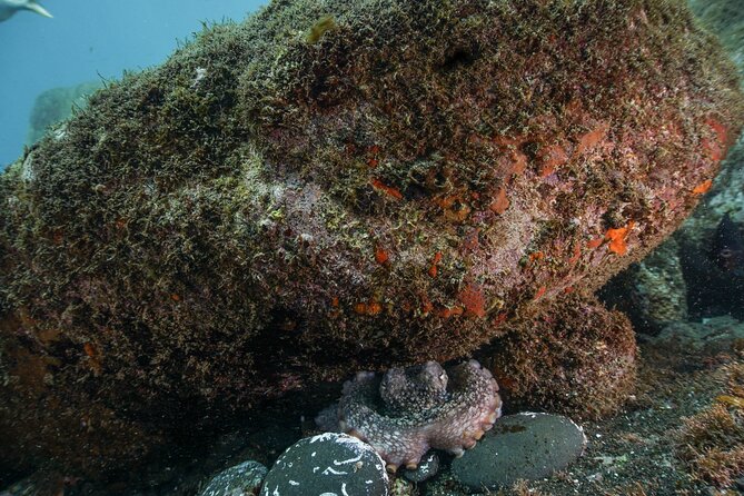 Funchal: Scuba Diving Experience for Beginners - Starting at Quinta Penha de Franca Mar or Azul Diving Center