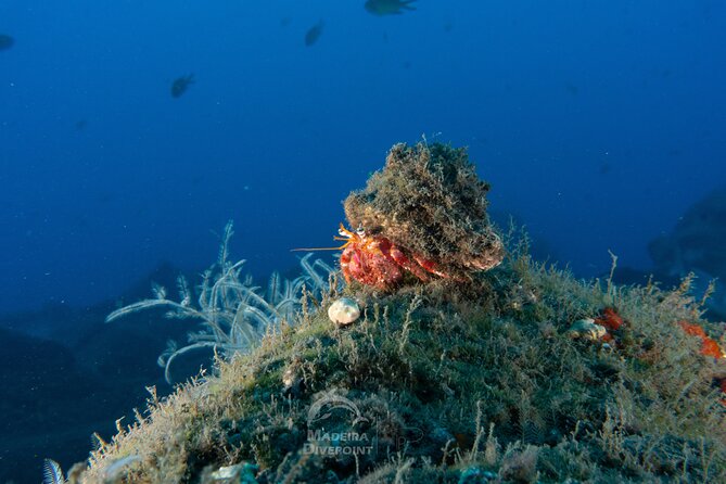 Funchal: Scuba Diving Experience for Beginners - What you might see below the surface