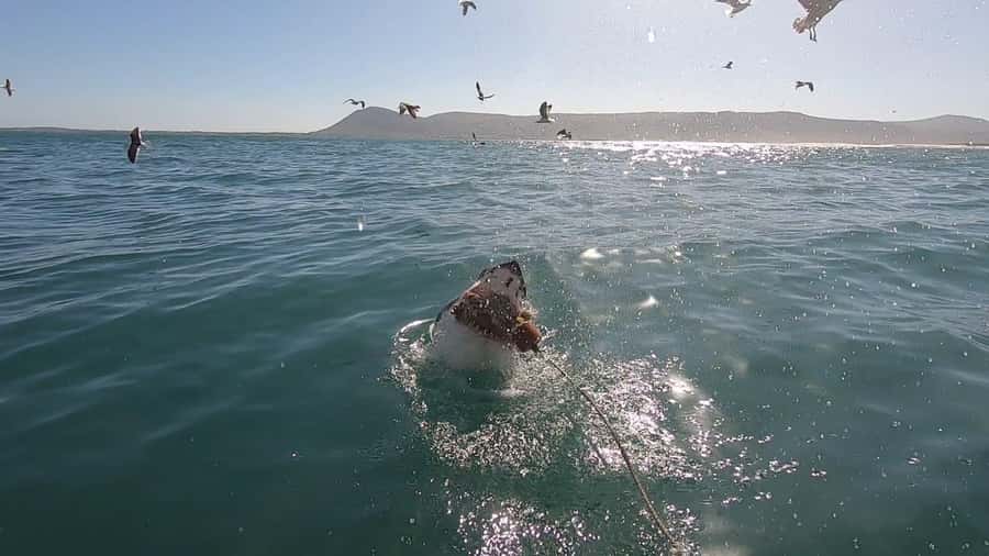 Gansbaai: Shark Cage Diving and Shark Viewing Boat Trip - Key points to know before booking