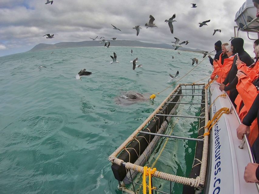 Gansbaai: Shark Cage Diving and Shark Viewing Boat Trip - Booking flexibility and practical details