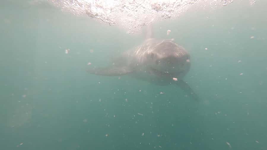 Gansbaai: Shark Cage Diving and Shark Viewing Boat Trip - The safety briefing sets the tone