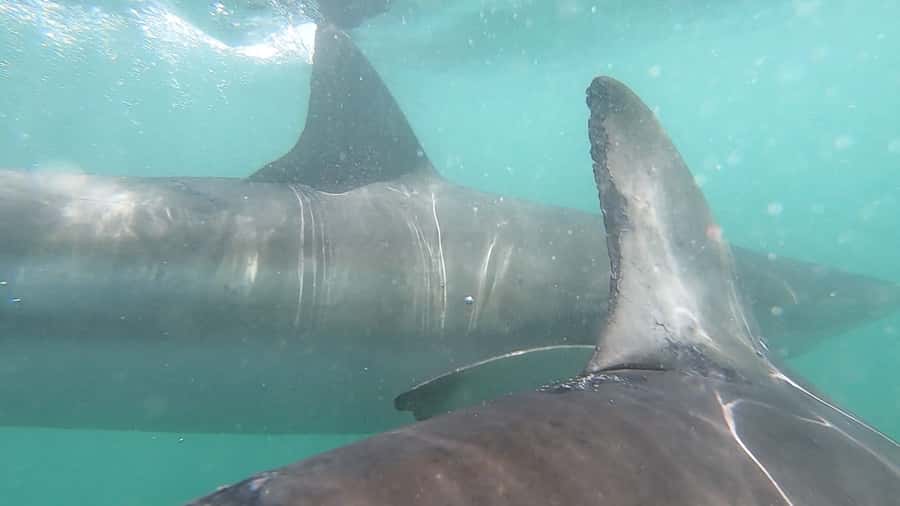 Gansbaai: Shark Cage Diving and Shark Viewing Boat Trip - Boat viewing or a closer look from the cage