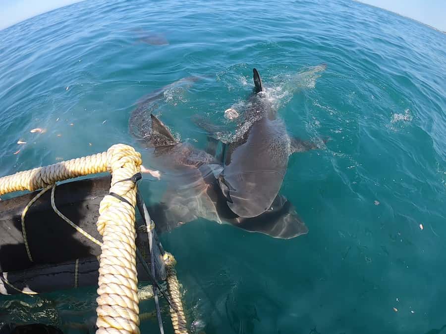 Gansbaai: Shark Cage Diving and Shark Viewing Boat Trip - What the crew adds to the experience