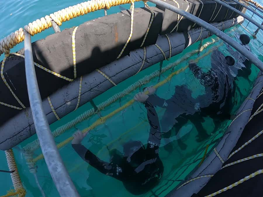 Gansbaai: Shark Cage Diving and Shark Viewing Boat Trip - Is $161 a fair price?
