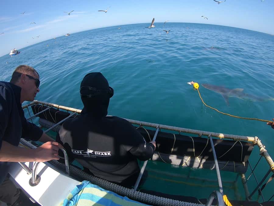 Gansbaai: Shark Cage Diving and Shark Viewing Boat Trip - Who should book this experience?