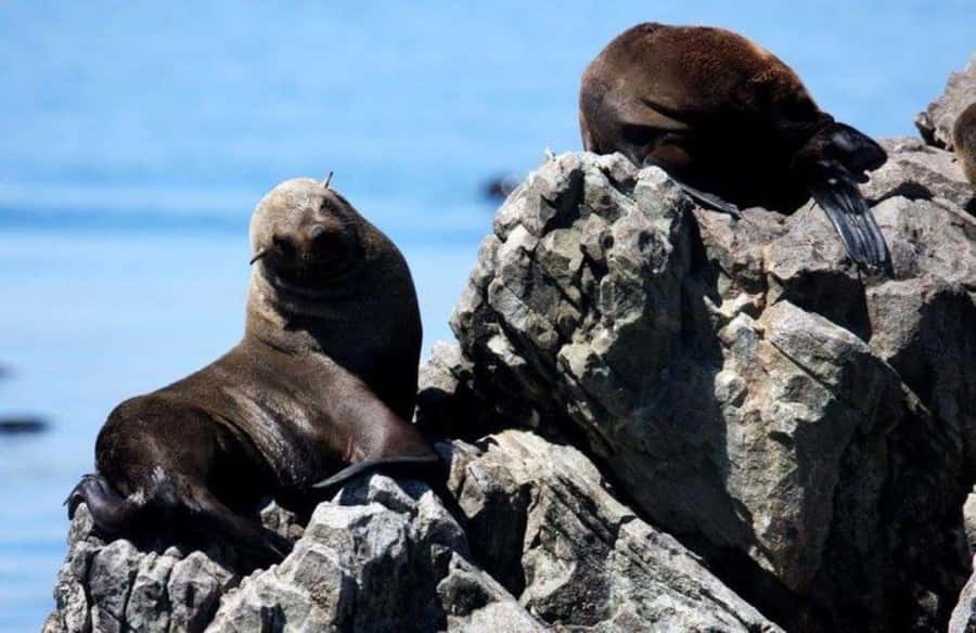Gansbaai: Shark Dive & Big 5 Sea Safari Combo Boat Trip - Key points to know before booking