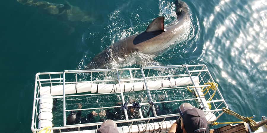 Gansbaai: Shark Dive & Big 5 Sea Safari Combo Boat Trip - Taking turns in the eight-person cage