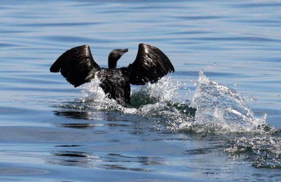 Gansbaai: Shark Dive & Big 5 Sea Safari Combo Boat Trip - What the shark trip is really like