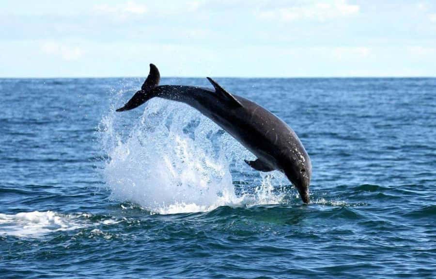 Gansbaai: Shark Dive & Big 5 Sea Safari Combo Boat Trip - Moving to the Big 5 Sea Safari in Gansbaai