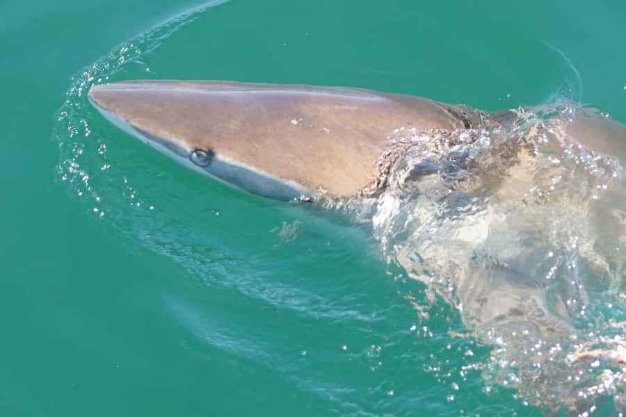 Gansbaai: Shark Dive & Big 5 Sea Safari Combo Boat Trip - Planning the day without rushing