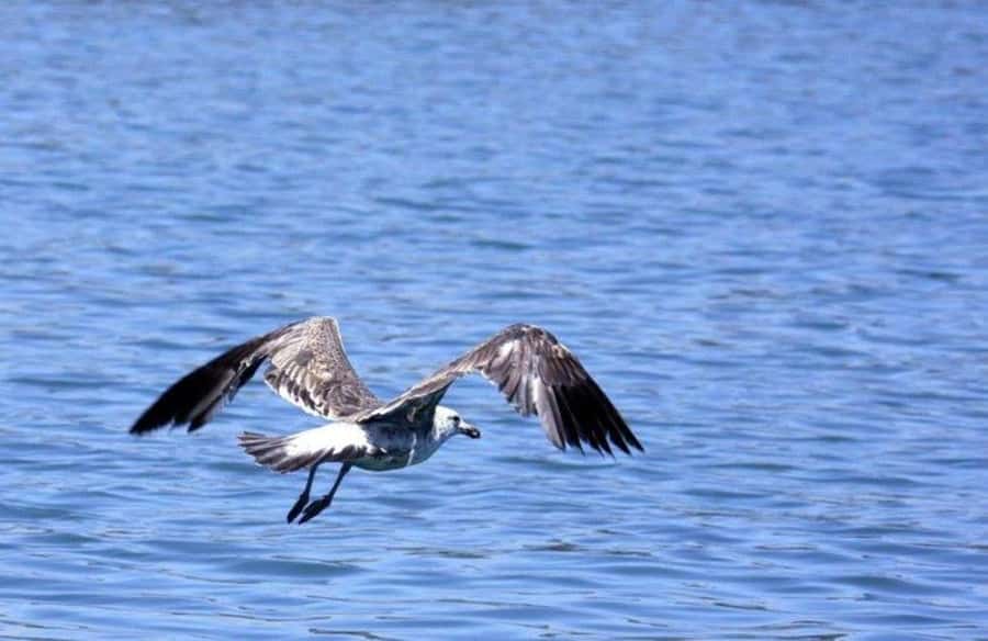 Gansbaai: Shark Dive & Big 5 Sea Safari Combo Boat Trip - What to bring for comfort and better photos