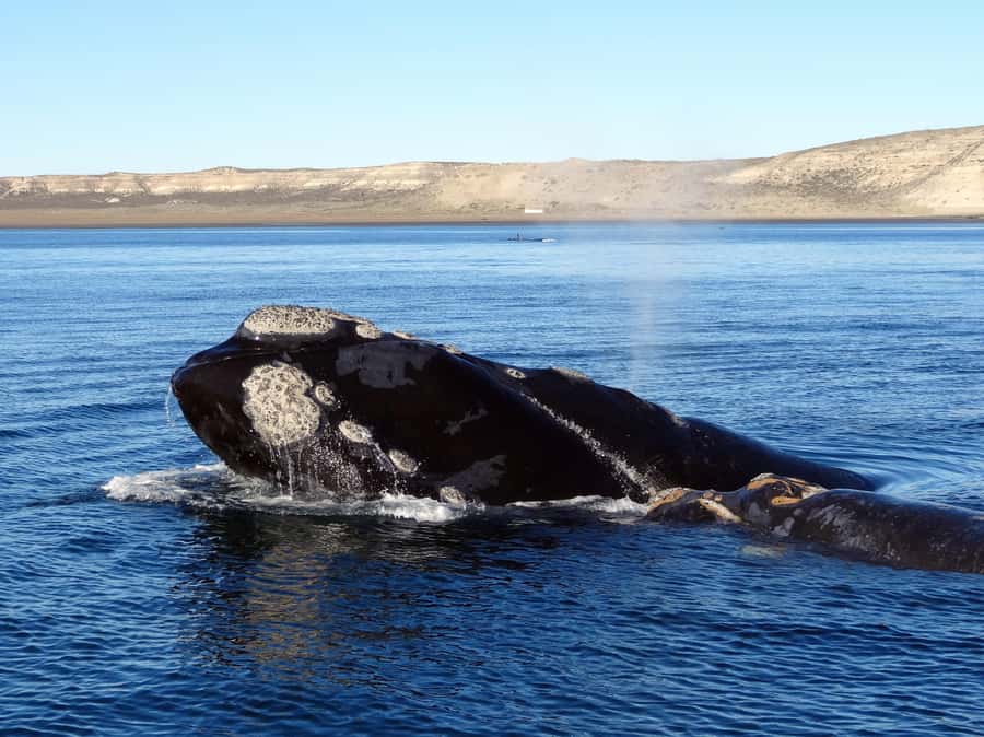 Gansbaai: Shark Dive & Whale Watching Combo Boat Trip - Reaching the two harbors around Gansbaai