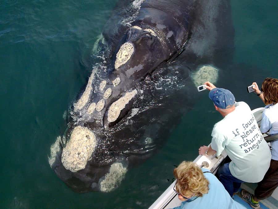 Gansbaai: Shark Dive & Whale Watching Combo Boat Trip - What happens near Dyer Island and Shark Alley