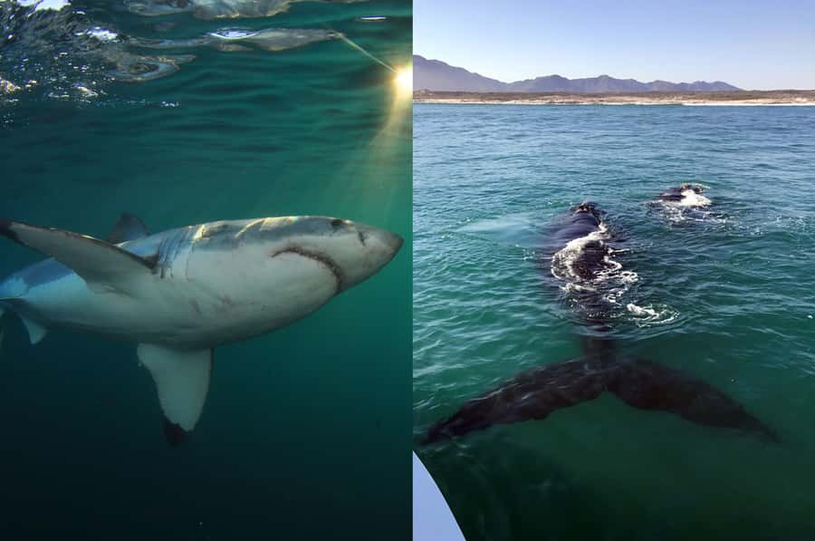 Gansbaai: Shark Dive & Whale Watching Combo Boat Trip - The cage experience and time on the viewing deck