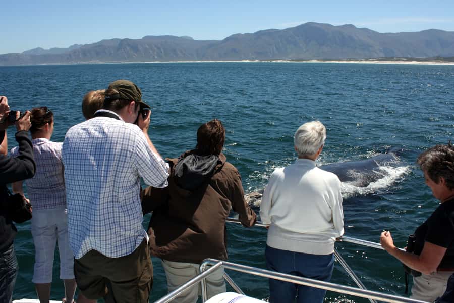 Gansbaai: Shark Dive & Whale Watching Combo Boat Trip - Whale watching in Walker Bay from June to December