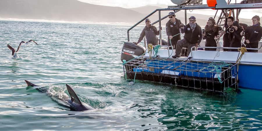 Gansbaai: Shark Dive & Whale Watching Combo Boat Trip - Price, value, and the risk of a quiet sea