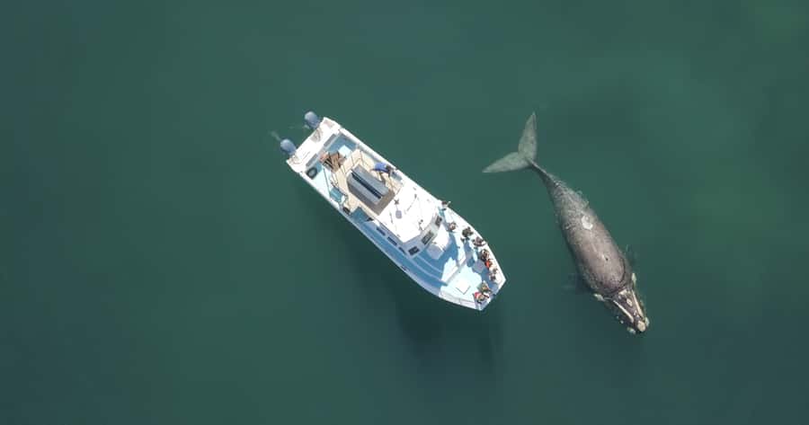 Gansbaai: Shark Dive & Whale Watching Combo Boat Trip - Who will enjoy this marine wildlife package