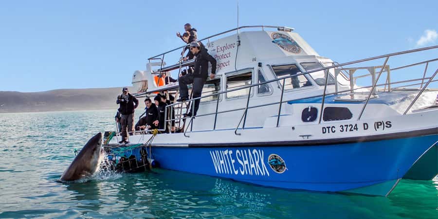Gansbaai: Shark Dive & Whale Watching Combo Boat Trip - Starting with breakfast and the shark briefing
