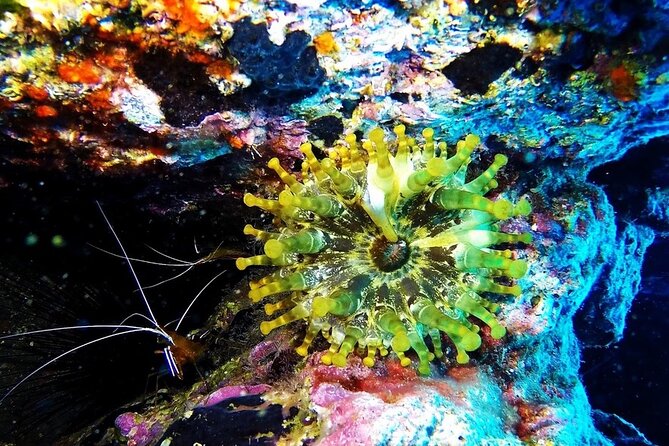 Garajau National Park Dive from Funchal for Certified Divers - Underwater at Garajau Partial Nature Reserve