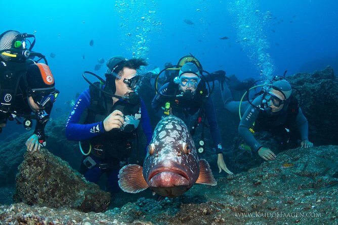 Garajau National Park Dive from Funchal for Certified Divers - Returning to Funchal, hot showers, and your logbook
