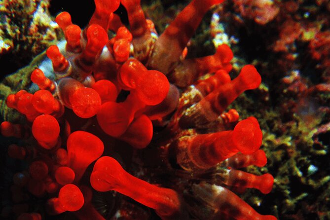 Garajau National Park Dive from Funchal for Certified Divers - What the $51.82 price really covers