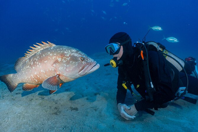 Garajau National Park Dive from Funchal for Certified Divers - Sea conditions are the key risk