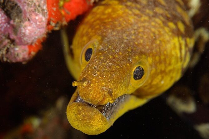 Garajau National Park Dive from Funchal for Certified Divers - Meeting at Hotel Carlton and preparing your gear