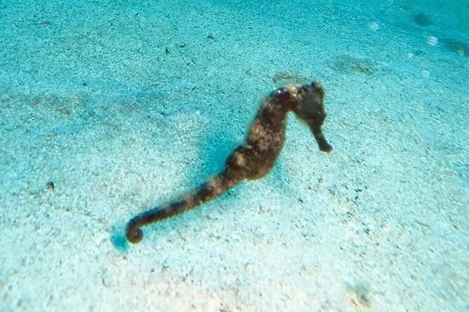 Get SCUBA Certified at San Juan - Who should book this course?