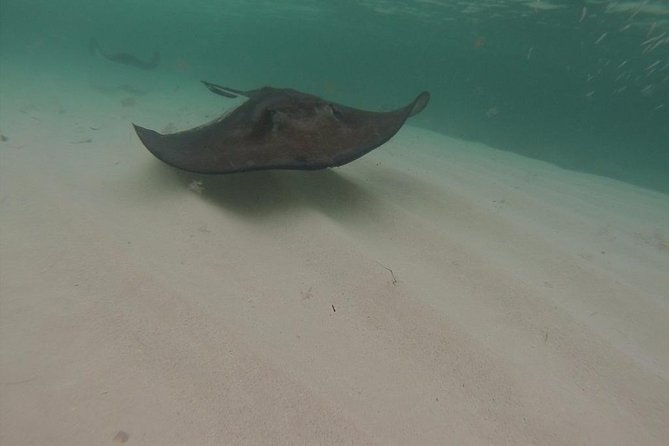 Gibbs Cay Stingray and Conch Dive Adventure - Price, group size, and overall value
