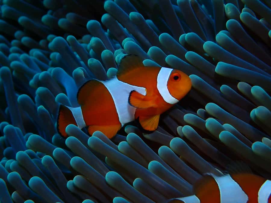Gili Meno: Discover Scuba Diving for the first time - How the instructors handle nerves
